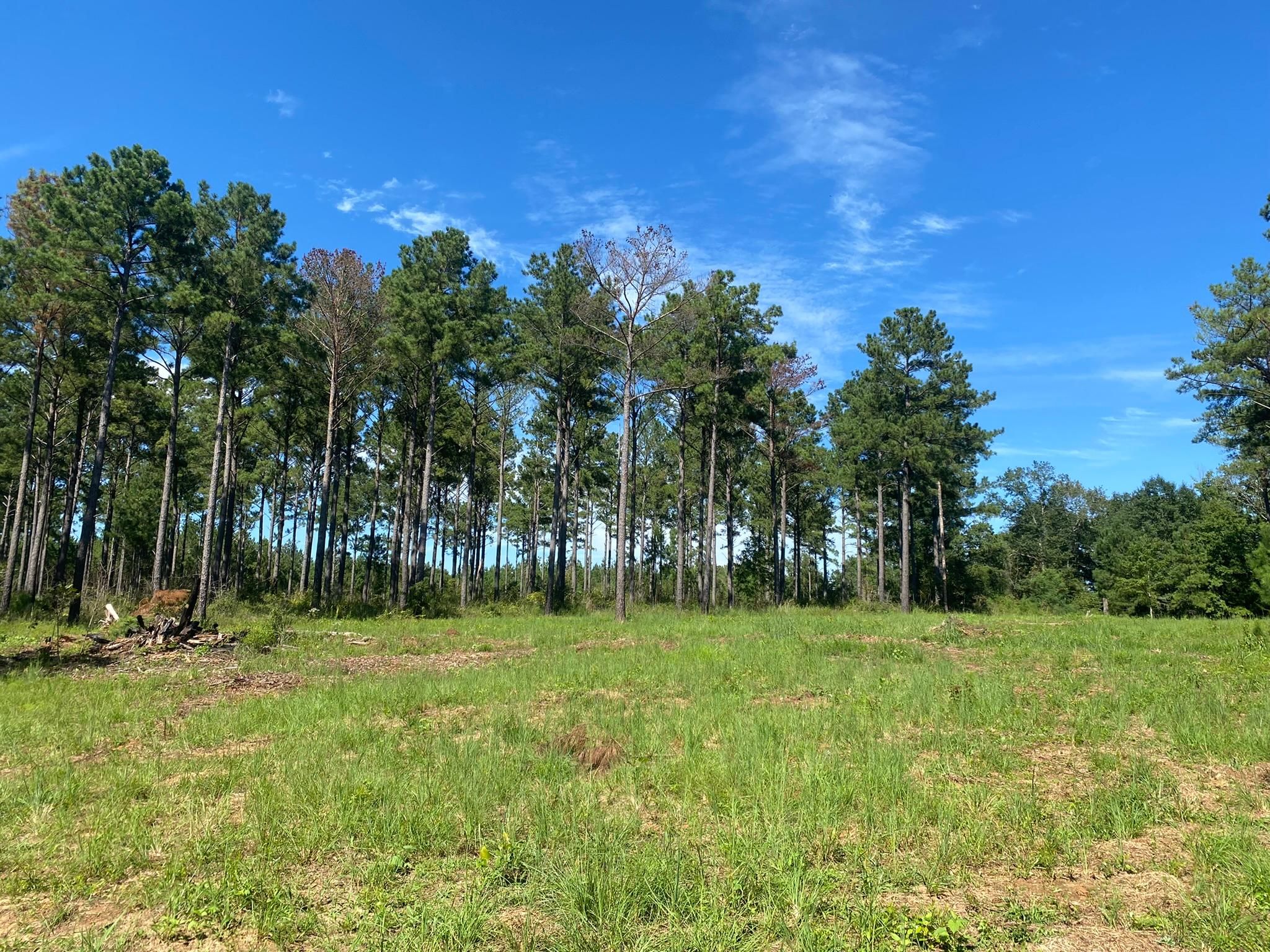 95.48 acres in Calhoun County,
