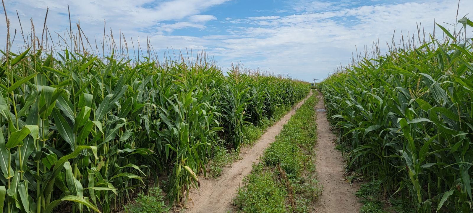 154 acres in Yuma County, Colorado