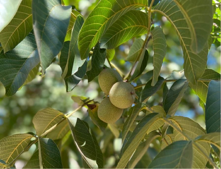 40.29 acres in Sutter County, California