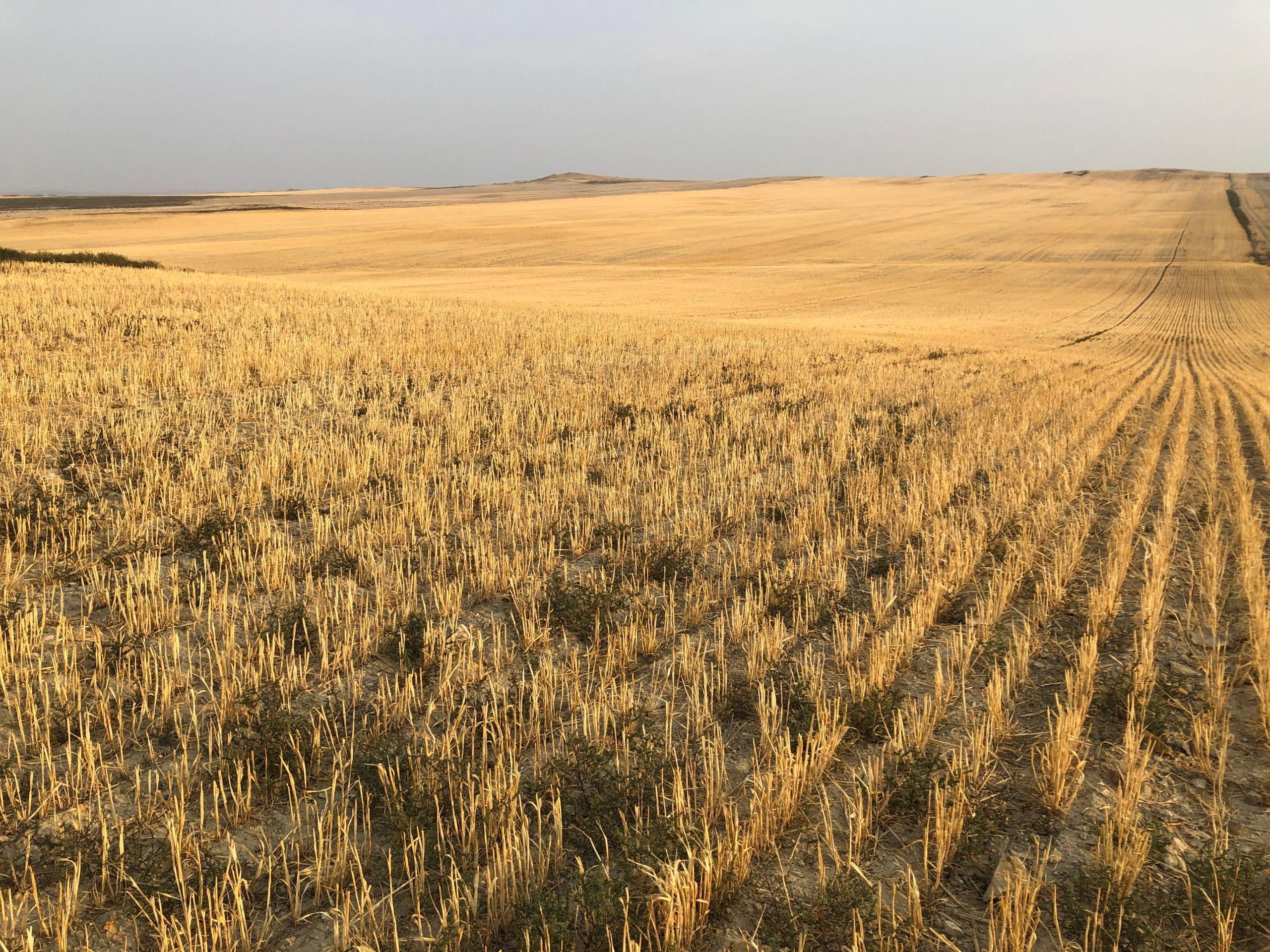 1,709 acres in Garfield County, Montana
