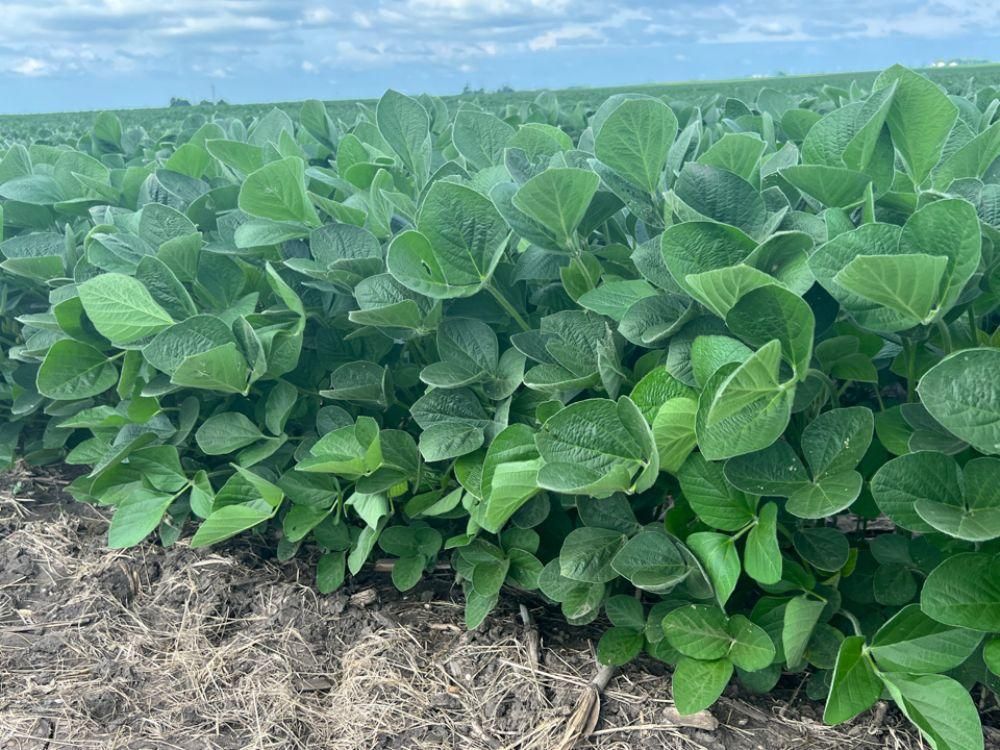 237.83 acres in DeWitt County, Illinois