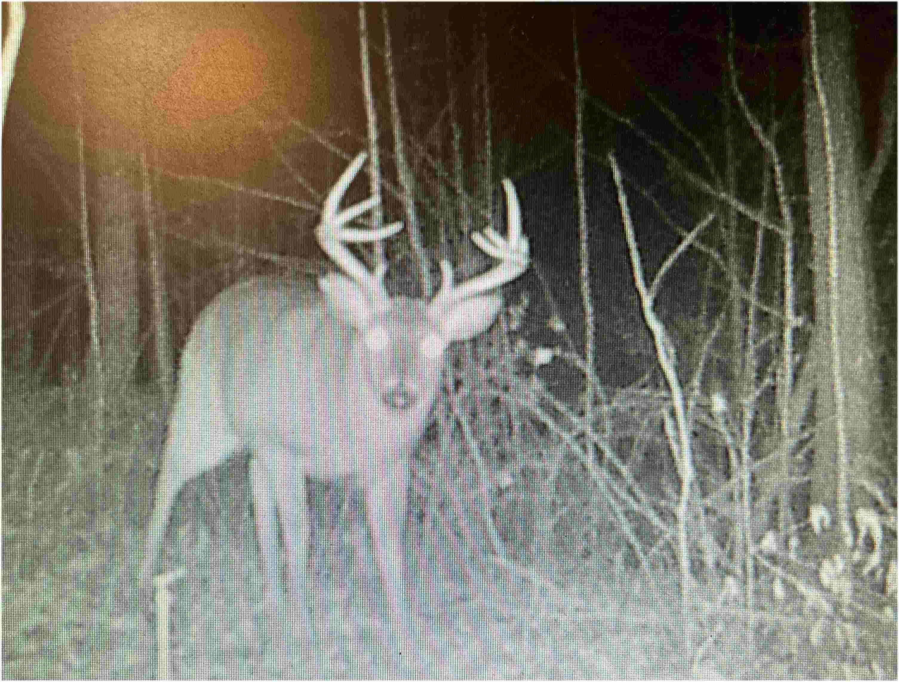 38 acres in Jackson County, Alabama
