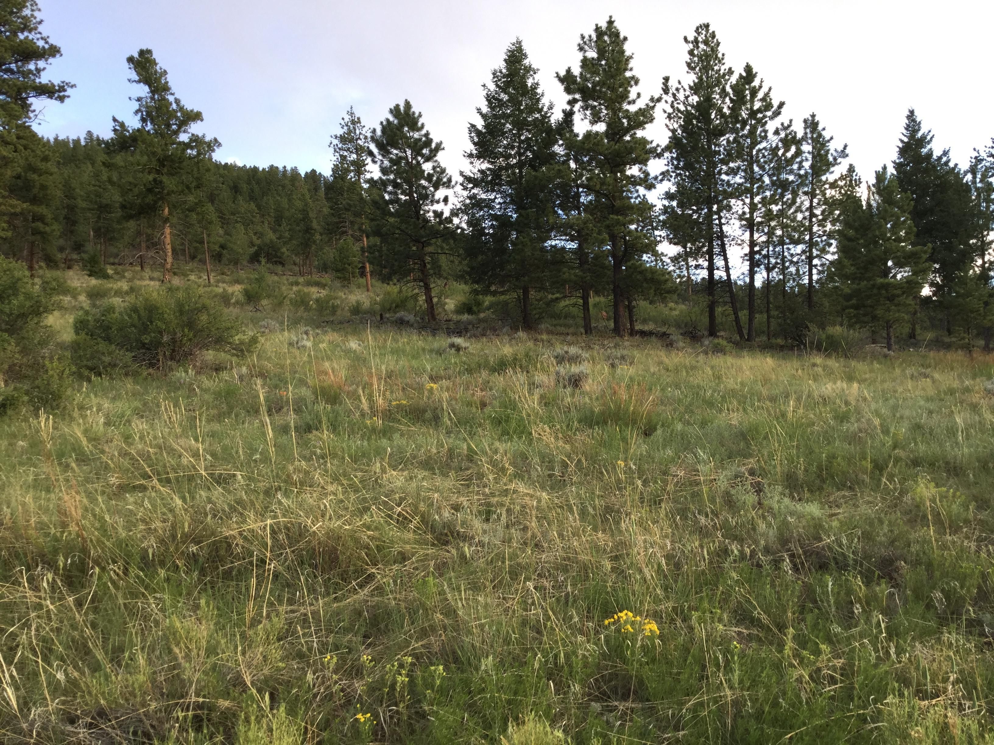 61.98 acres in Chaffee County, Colorado