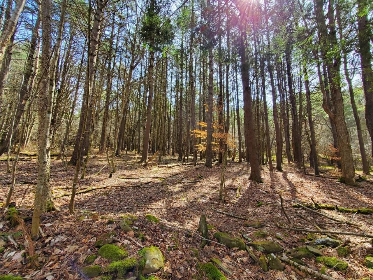 7.38 acres in Delaware County, New York