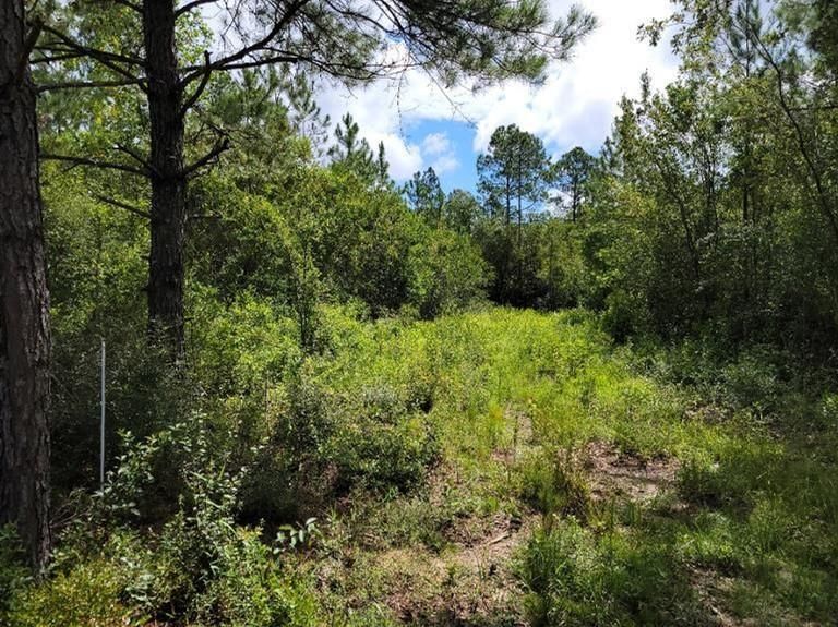 20 acres in Stone County, Mississippi