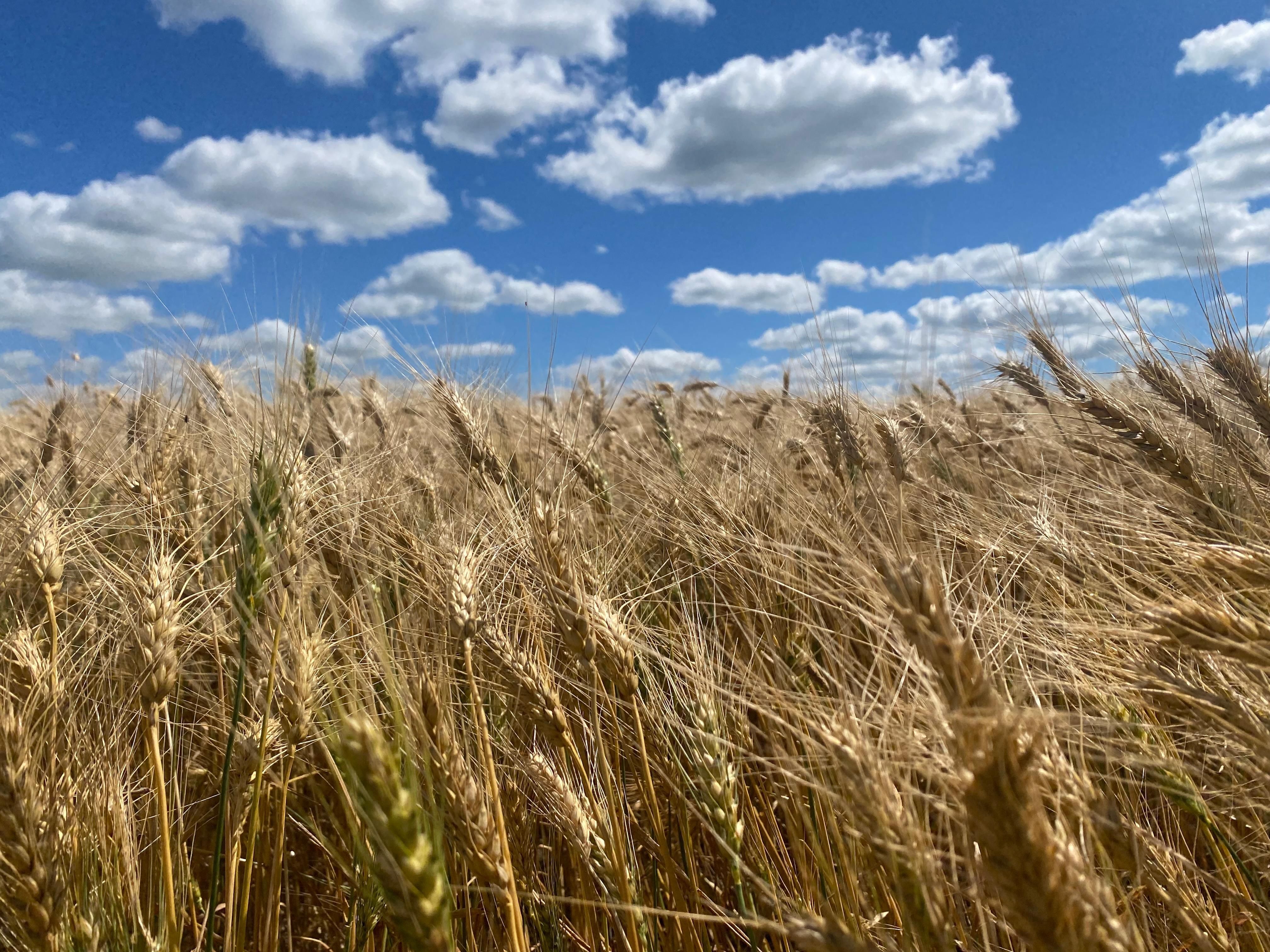 158.92 acres in Ward County, North Dakota