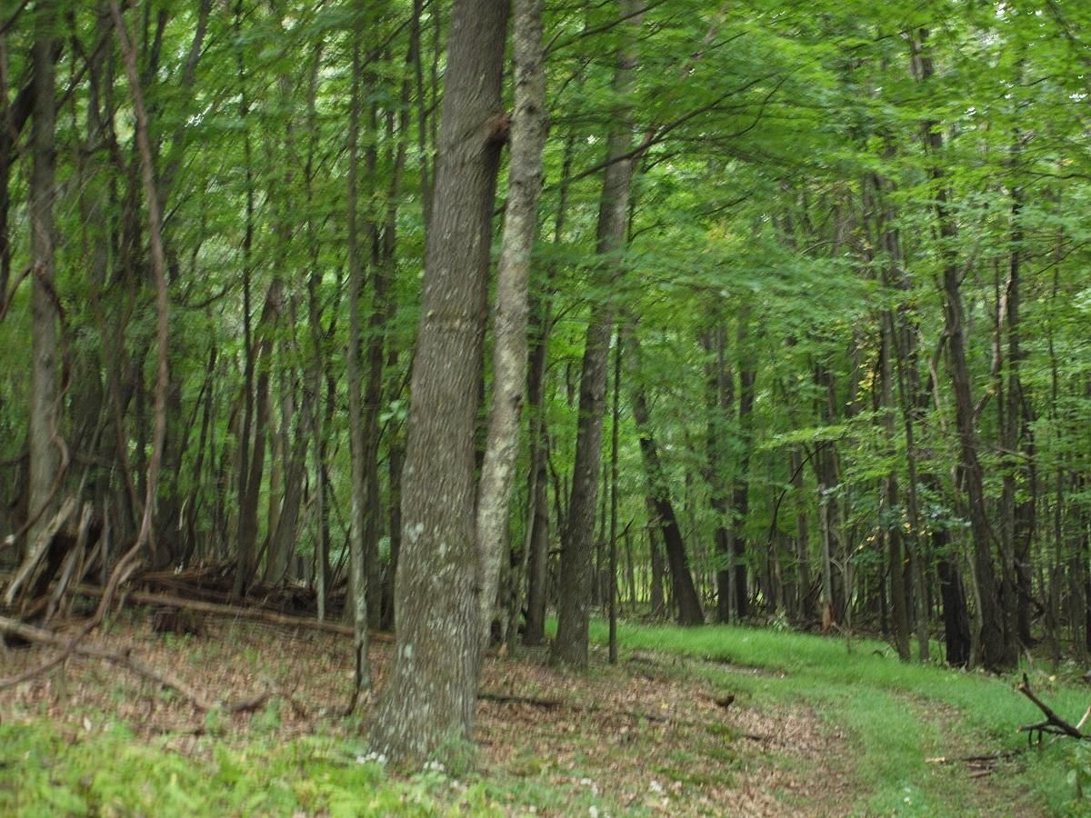 81 acres in Pendleton County, West Virginia