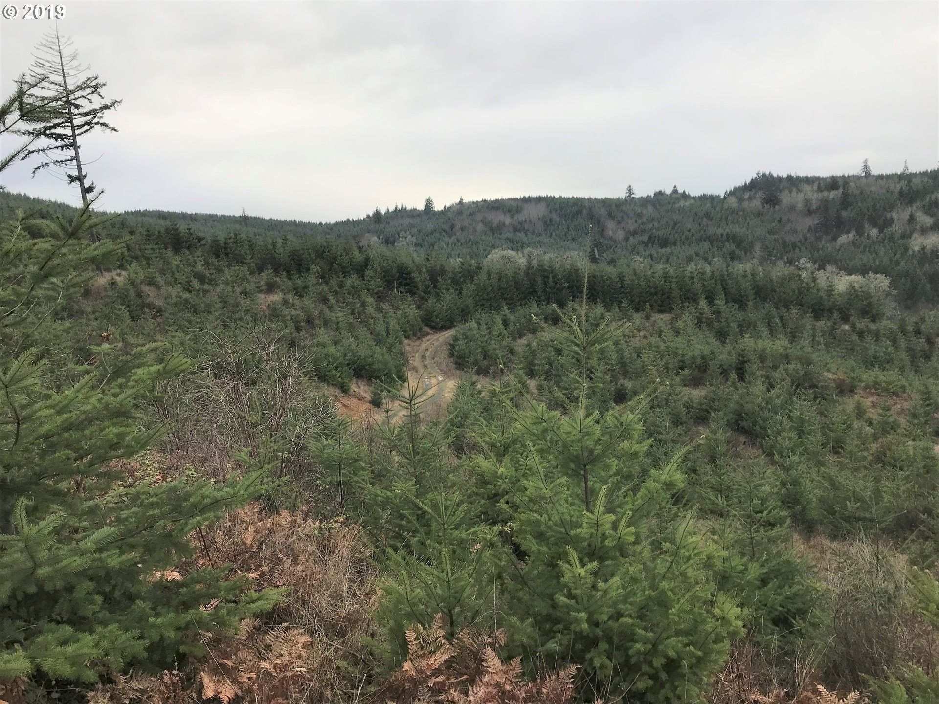 81.1 acres in Polk County, Oregon