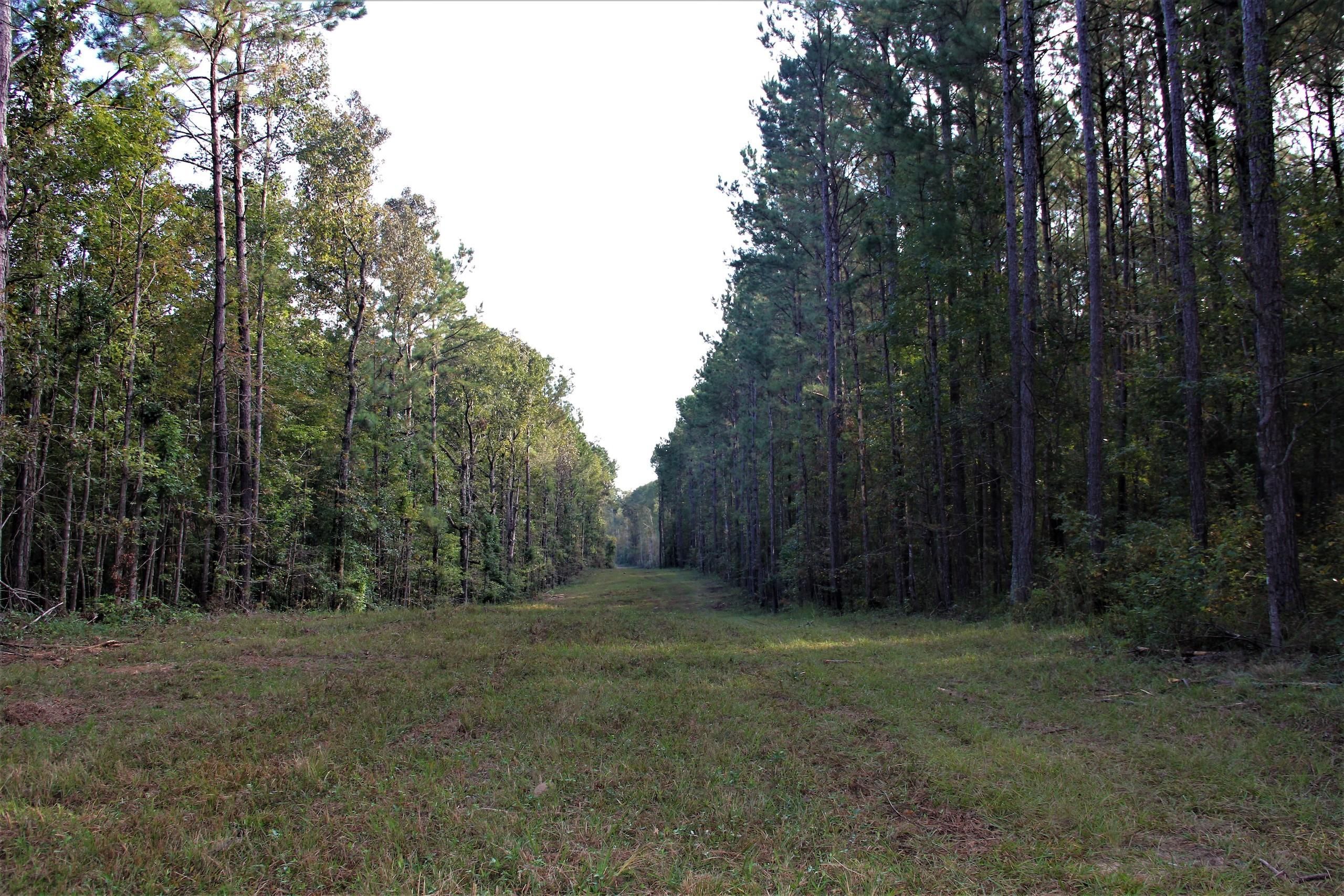 145 acres in Amite County, Mississippi