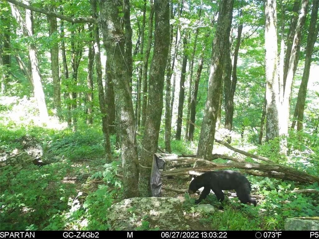 40 acres in Washington County, Arkansas