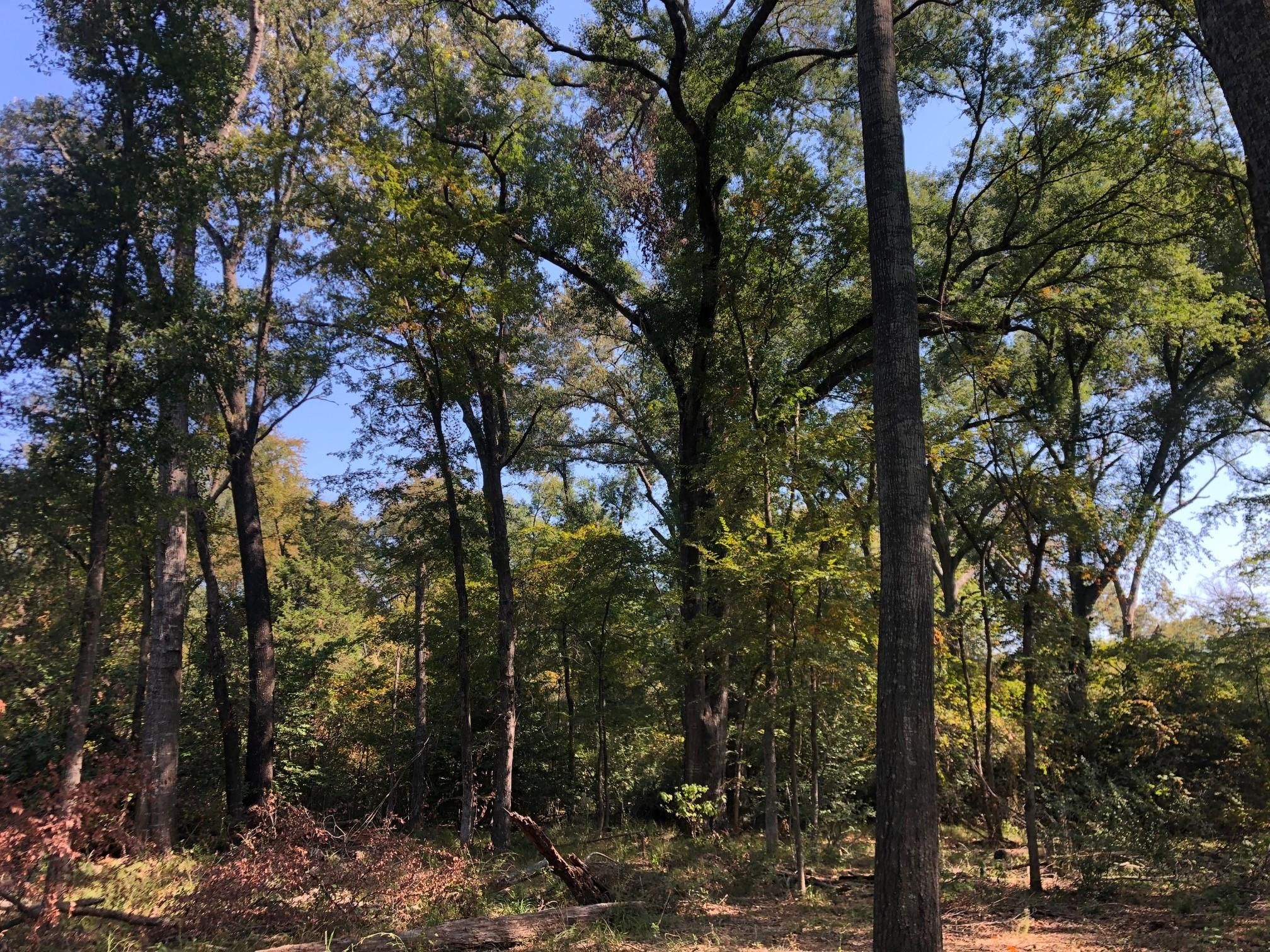52 acres in Fairfield, TX, 75840