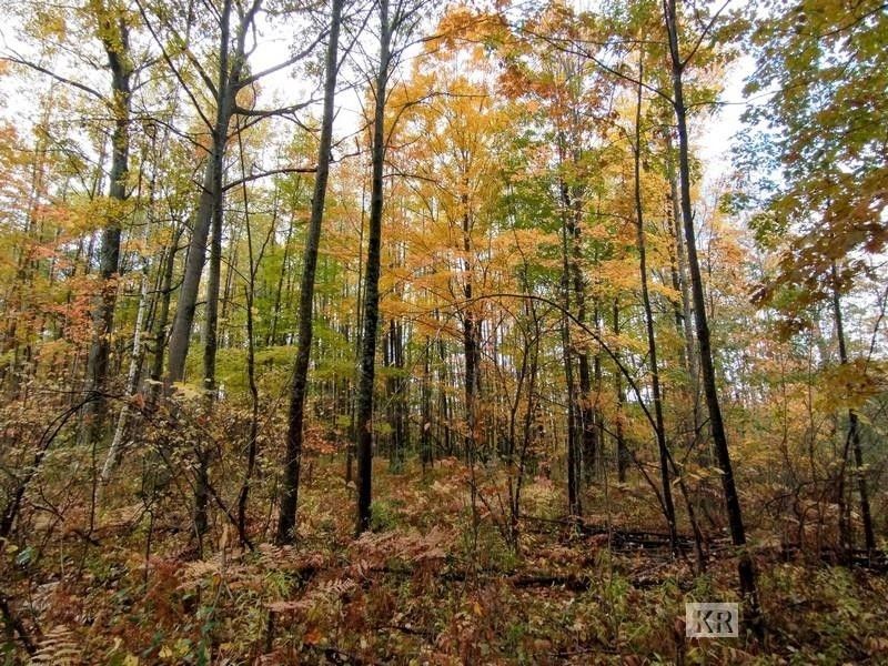 80 acres in Gladwin County, Michigan