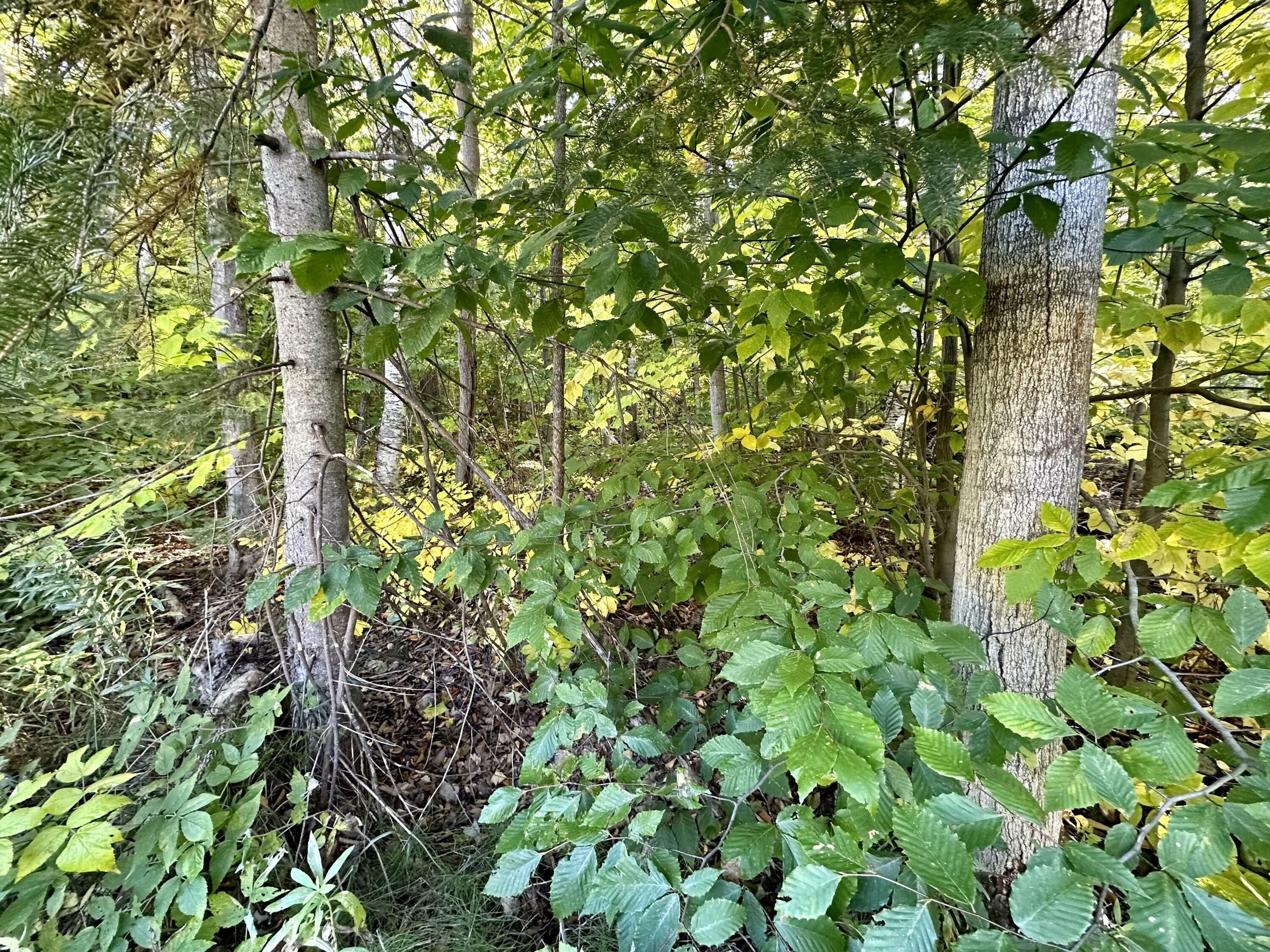 10.23 acres in Cheboygan County, Michigan