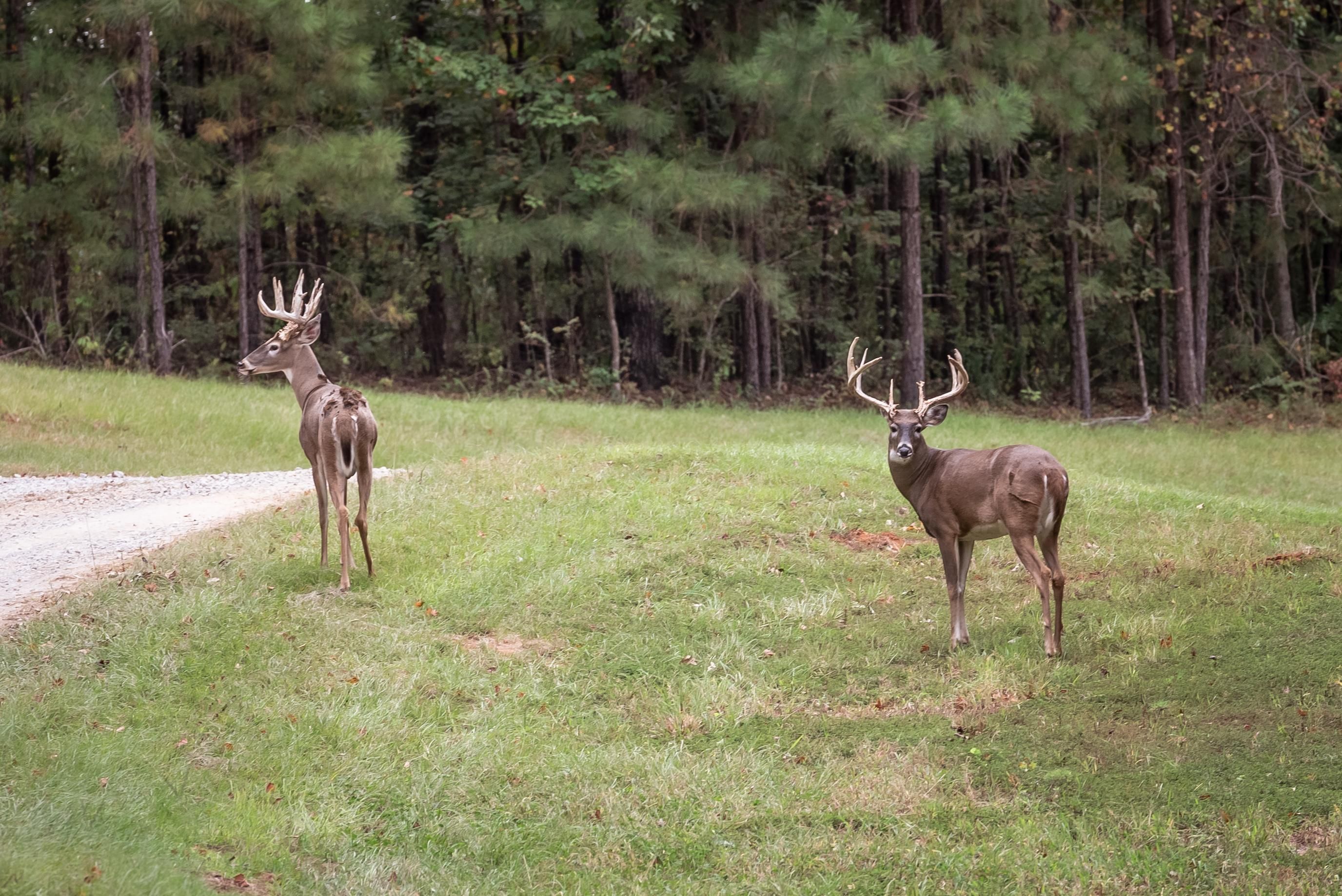 200 acres in Perry County, Alabama