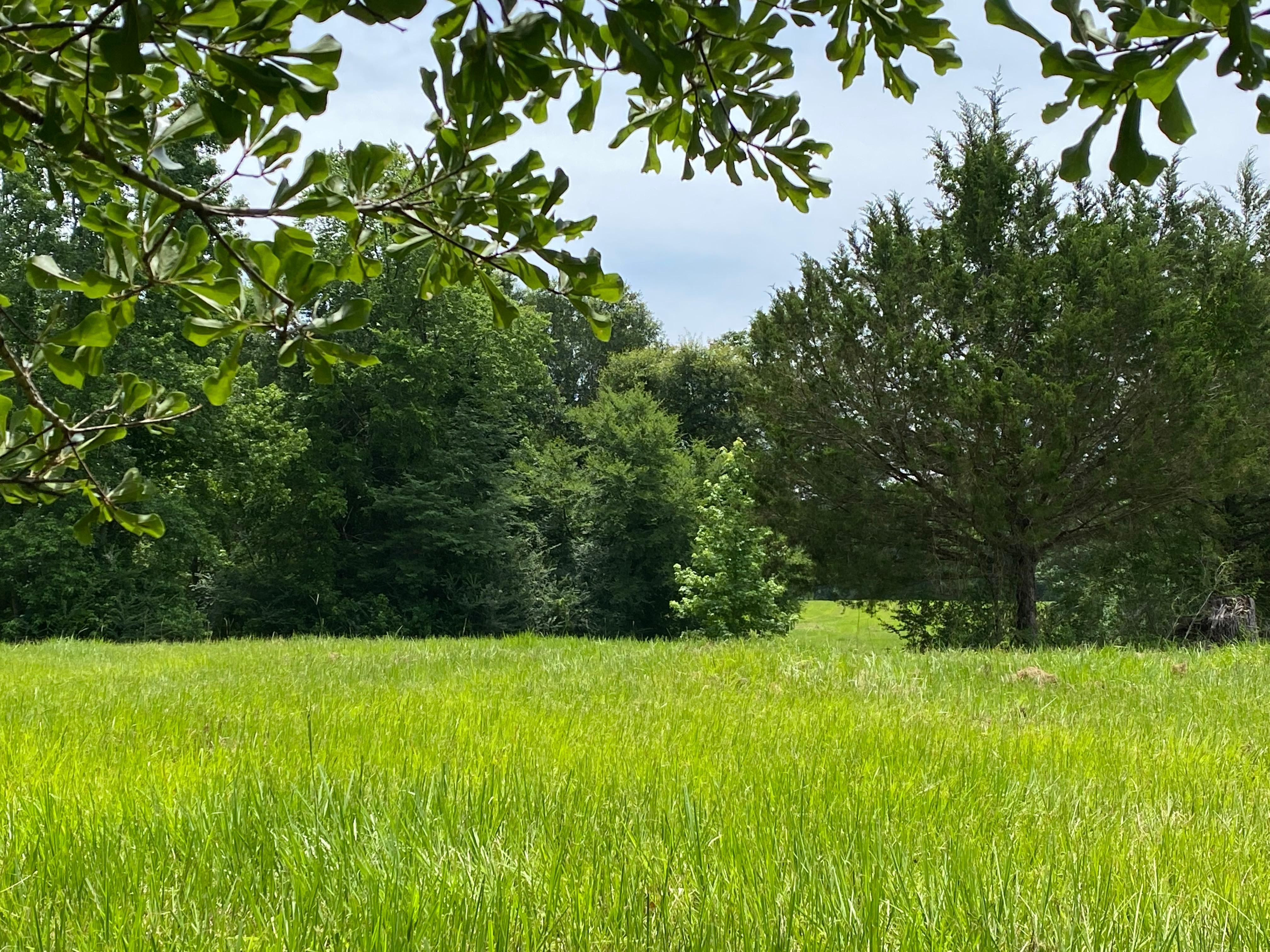 42 acres in Montgomery County, Texas