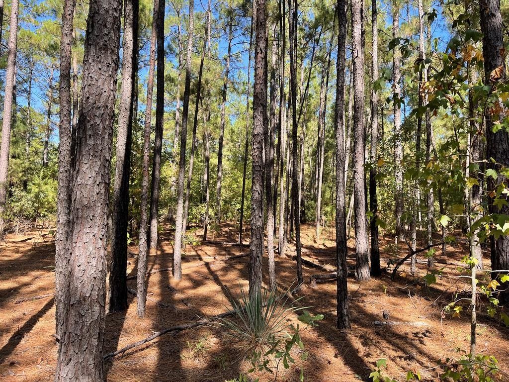 23 acres in Anderson County, Texas