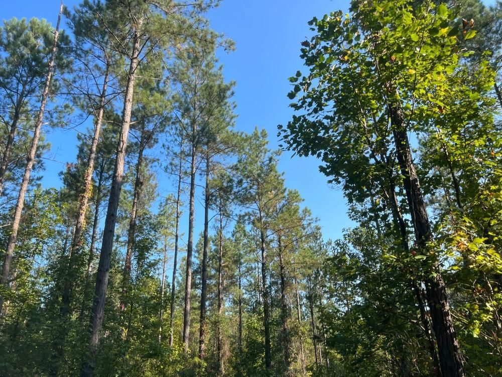 80 acres in Chilton County, Alabama