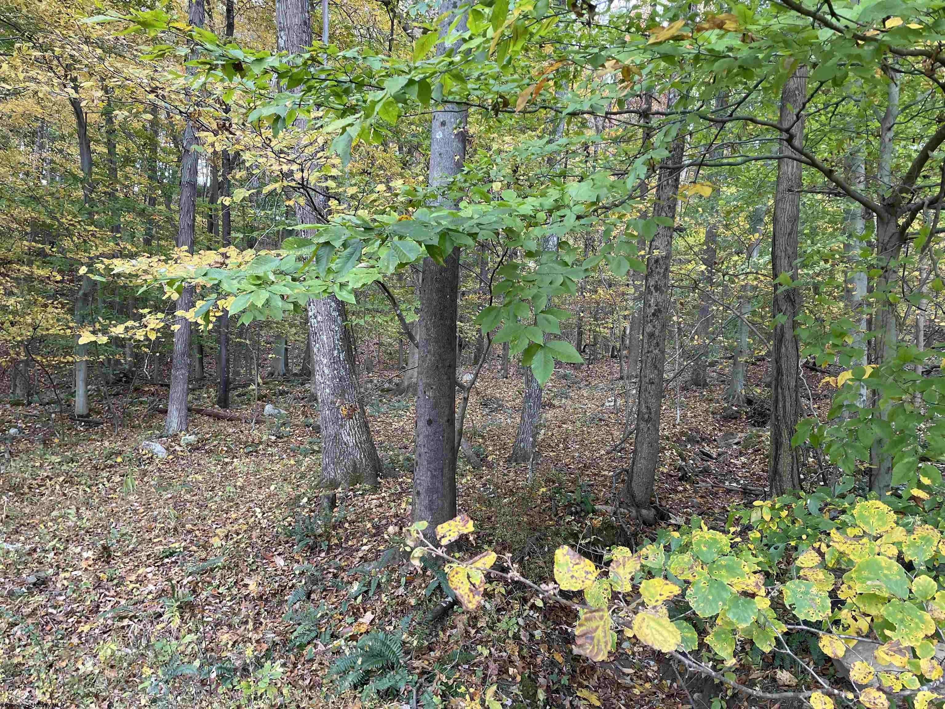4.16 acres in Taylor County, West Virginia