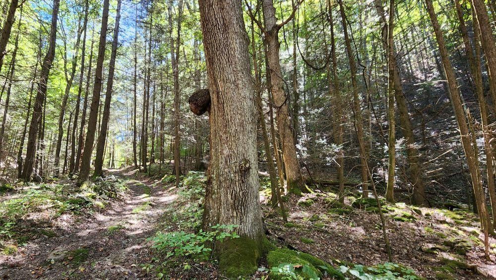 115 acres in Mercer County, West Virginia