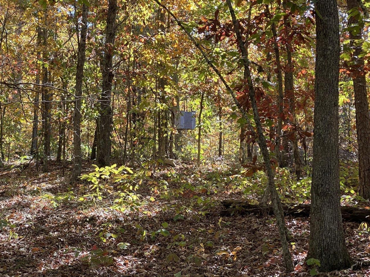 40 acres in Carter County, Missouri