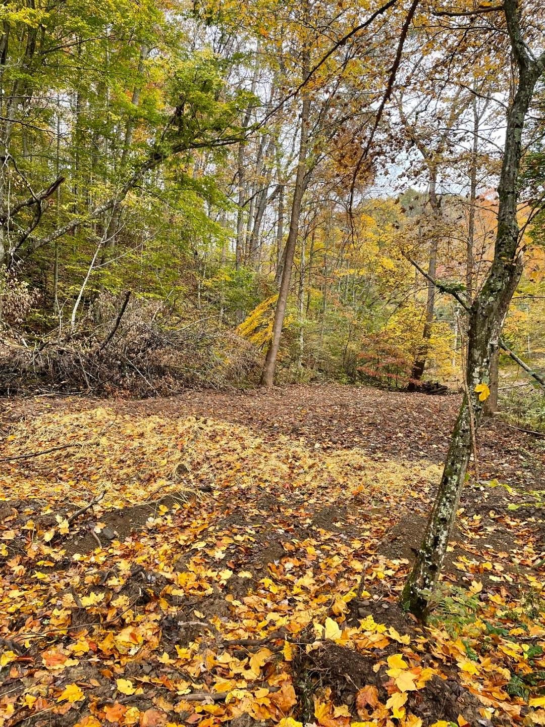 72 acres in Ritchie County, West Virginia