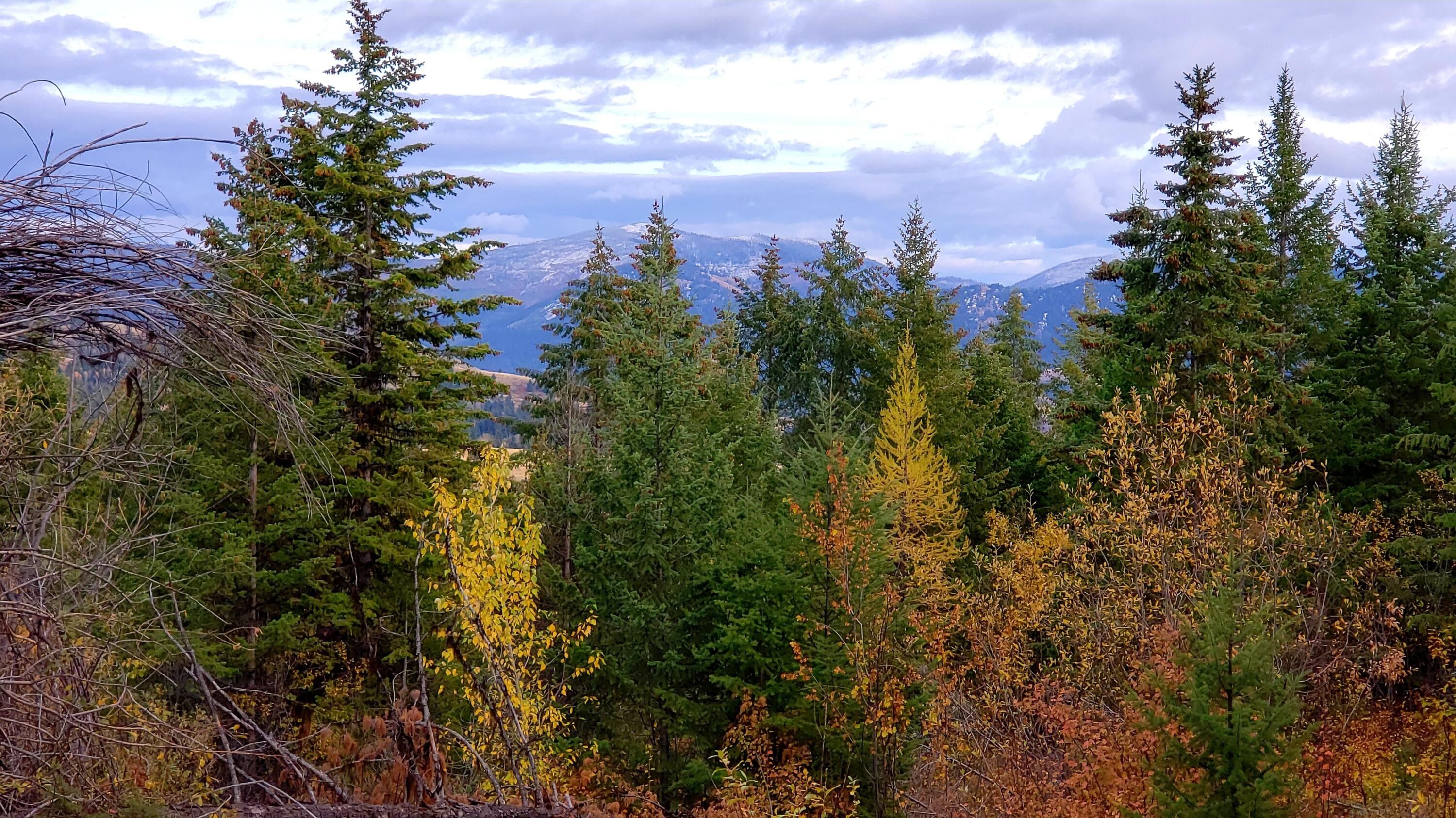 40 acres in Ferry County, Washington