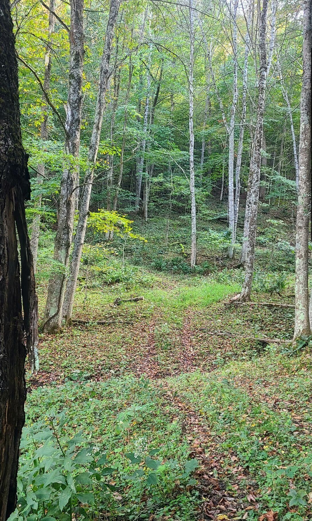 7 acres in Pocahontas County, West Virginia