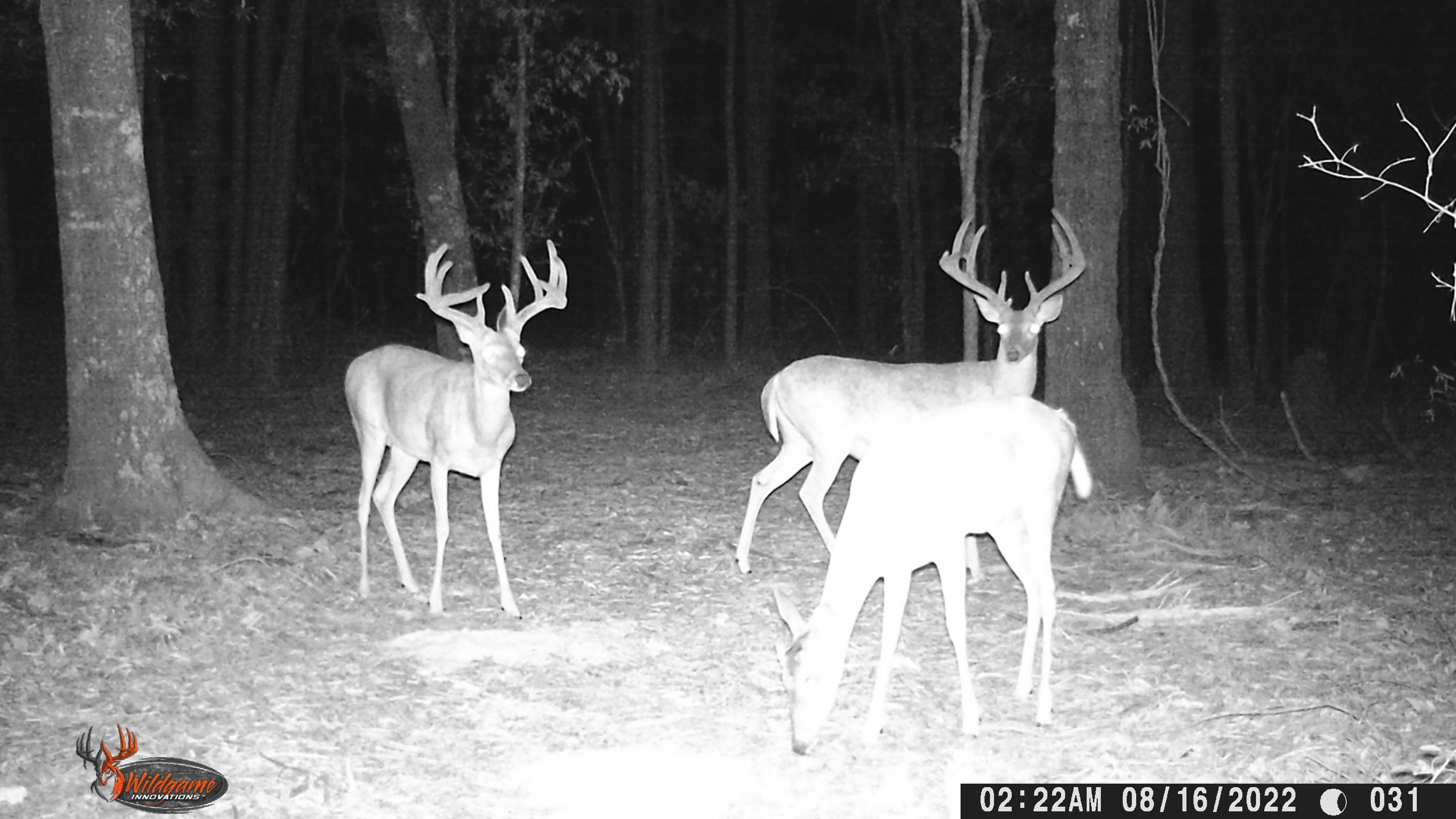 36.9 acres in Bowie County, Texas