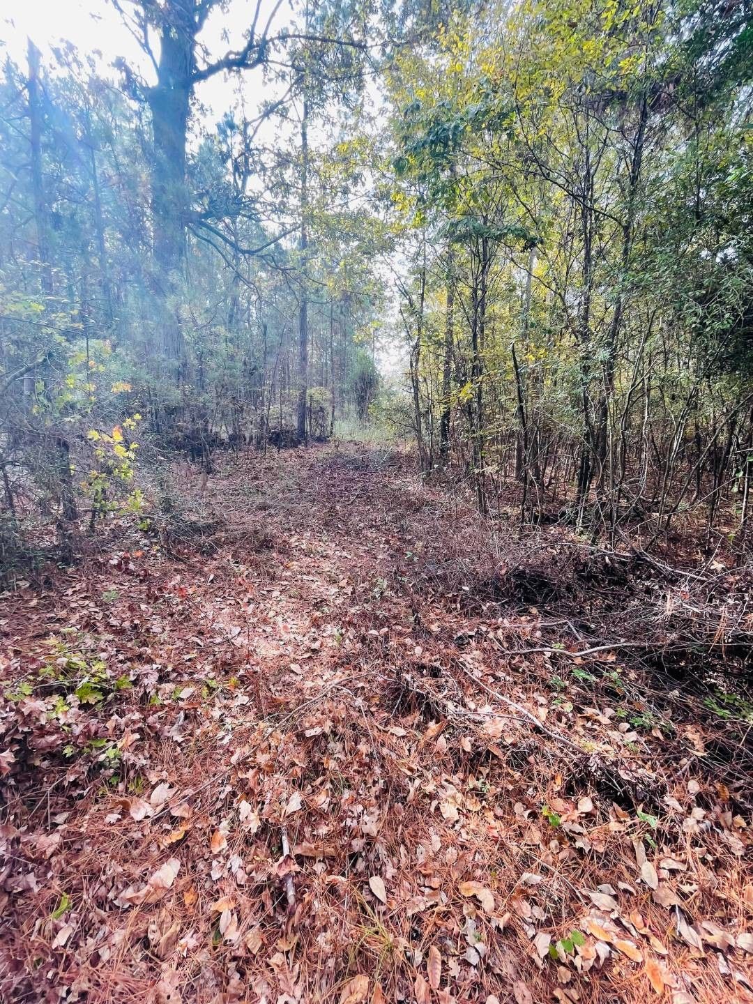 9.6 acres in Sabine Parish, Louisiana