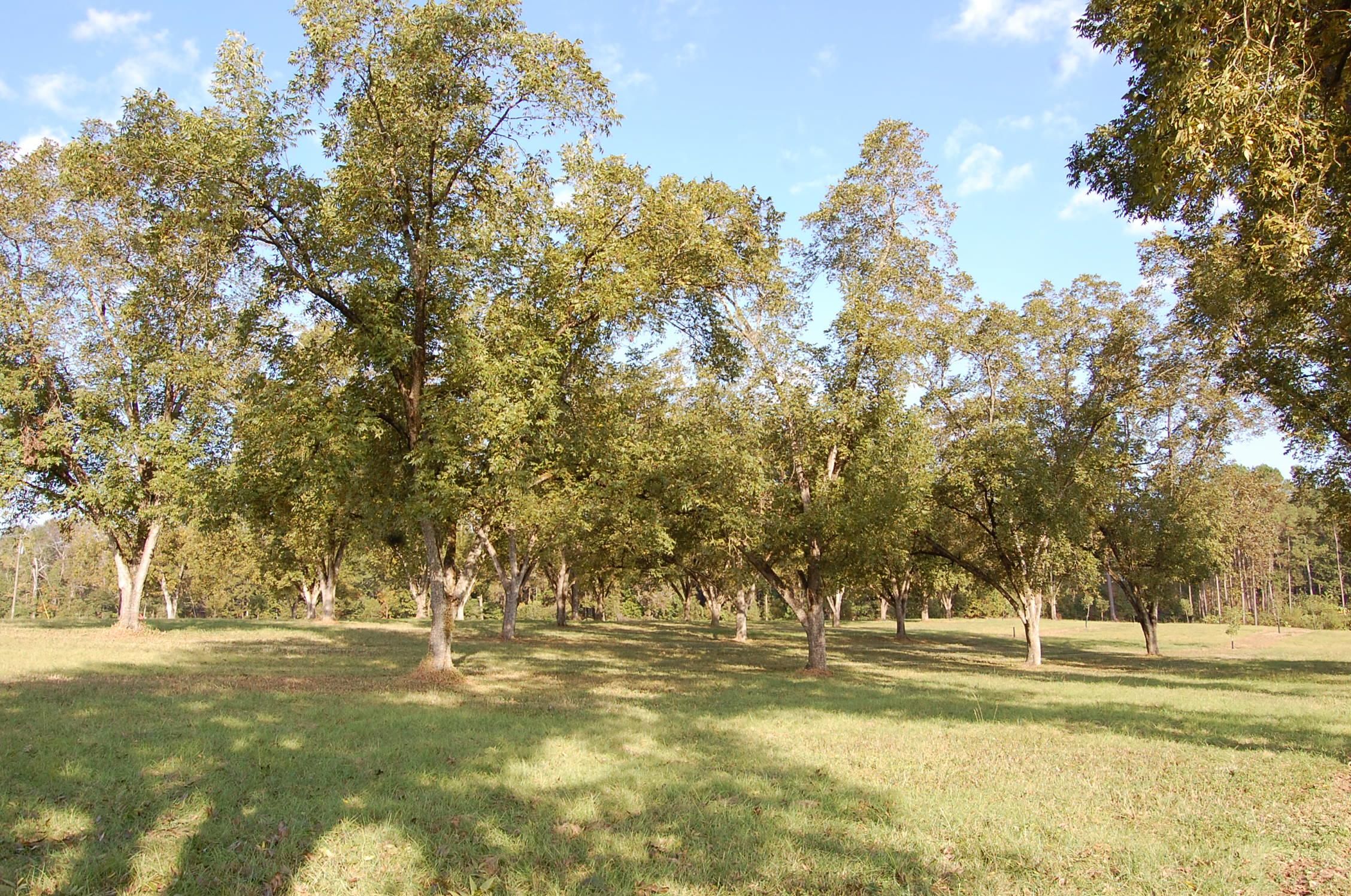 99.25 acres in Grady County,