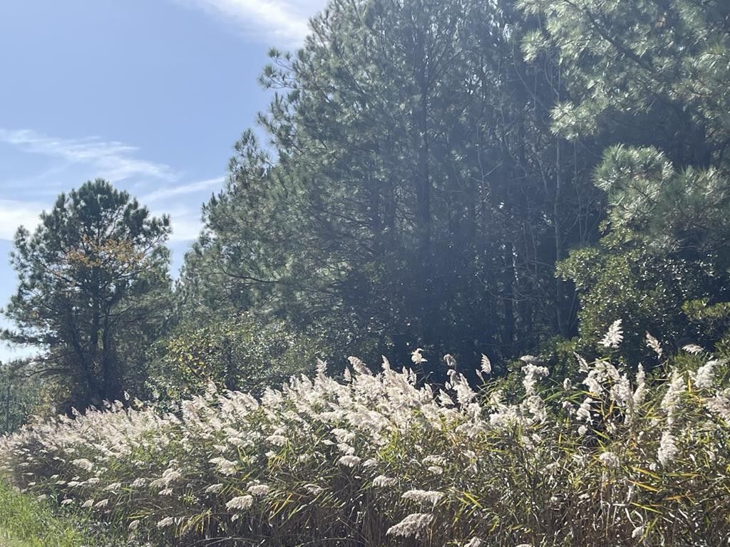 24.28 acres in County, Virginia