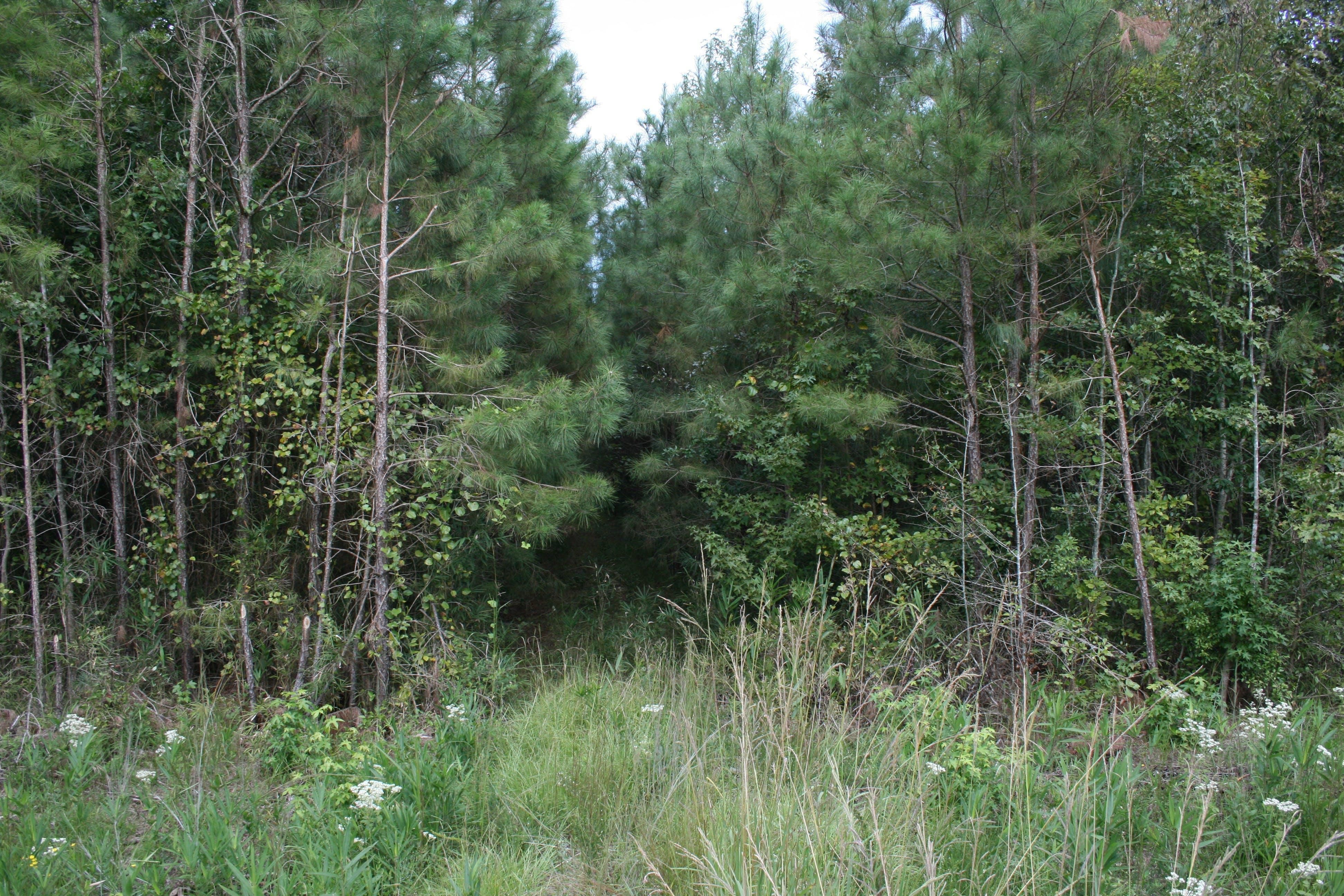 1-94-acres-in-martin-county-north-carolina