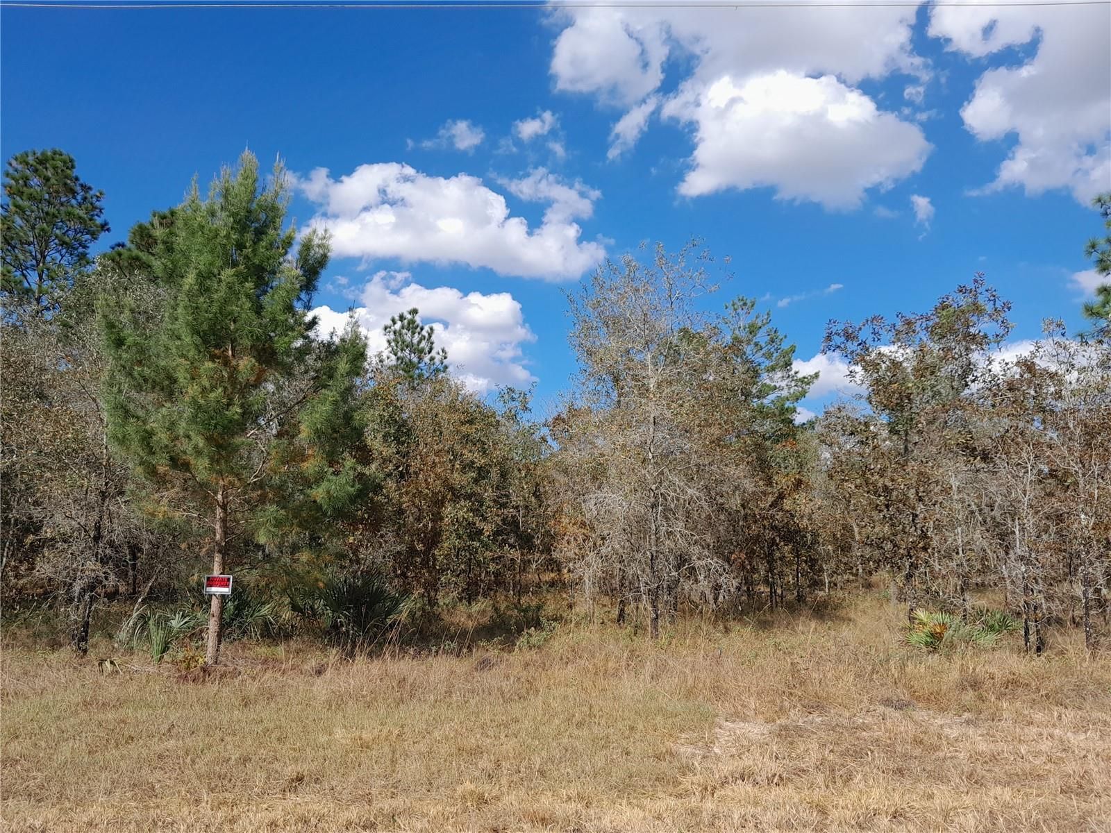 5 acres in Levy County, Florida