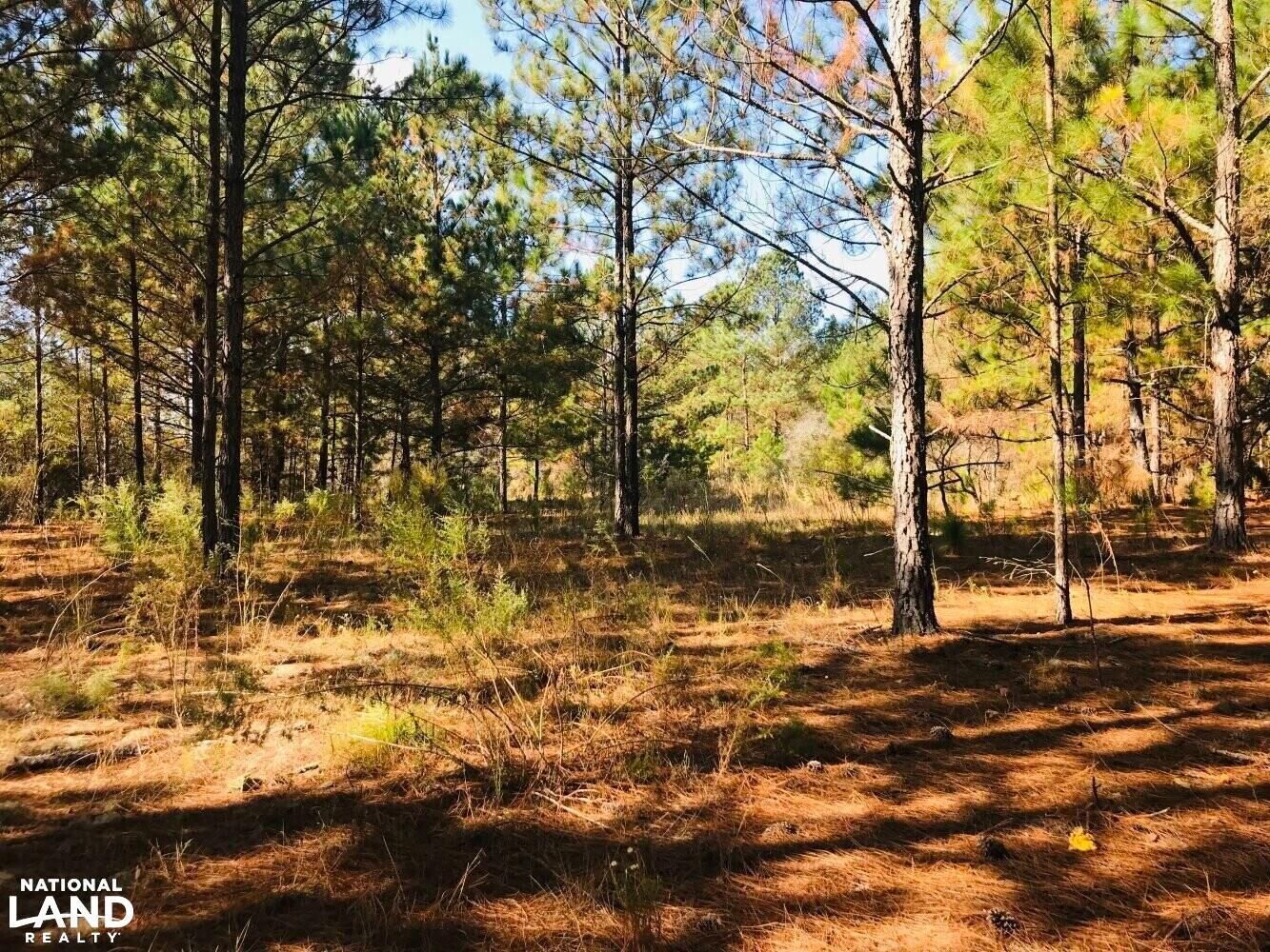 20 acres in Taylor County,