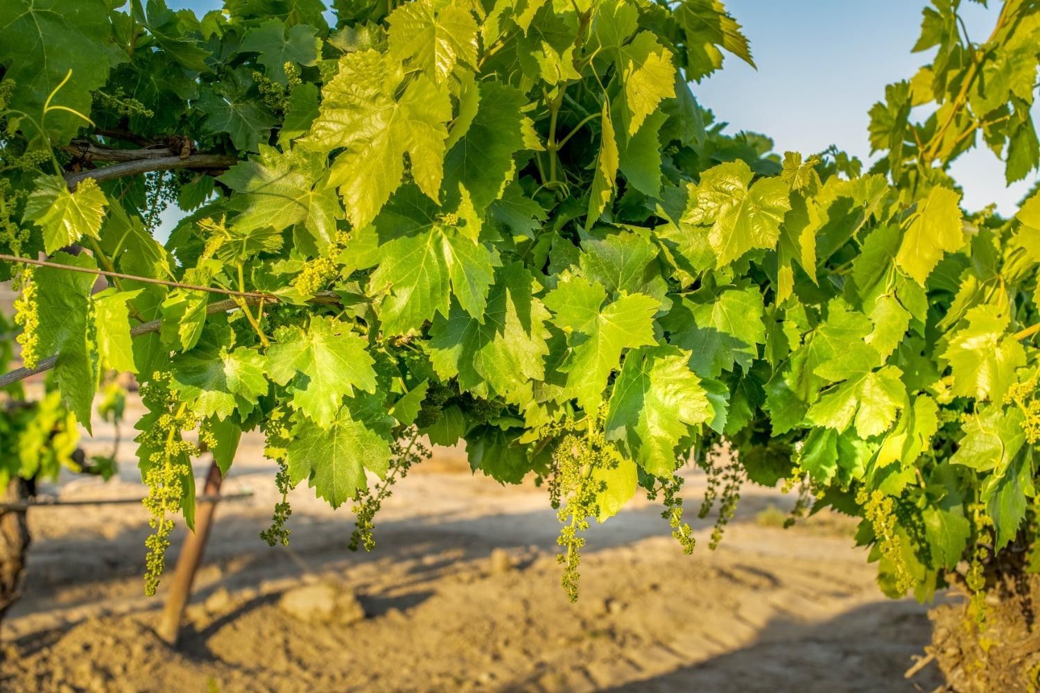 40 acres in Fresno County, California