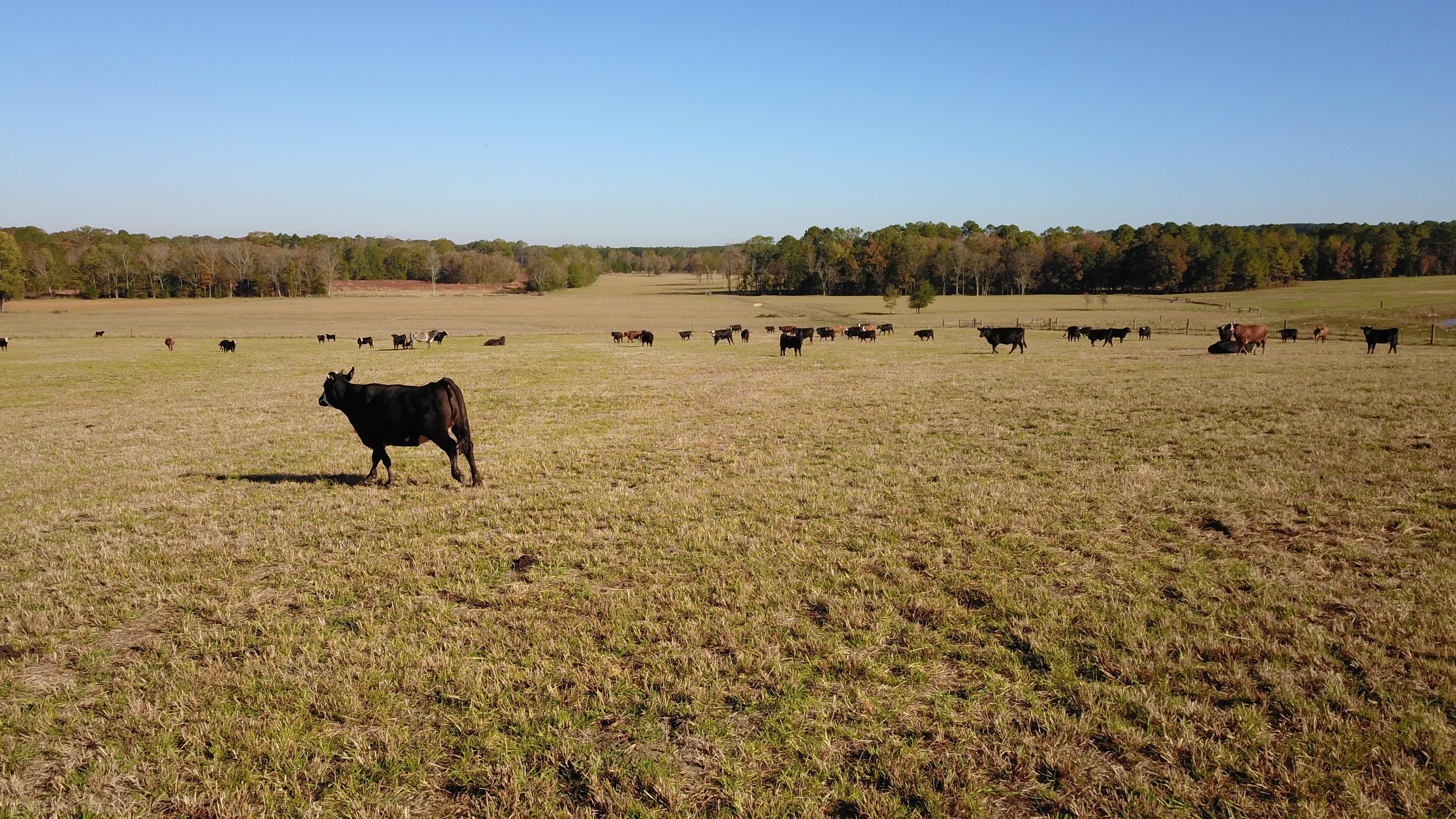 675 acres in Jasper County, Mississippi