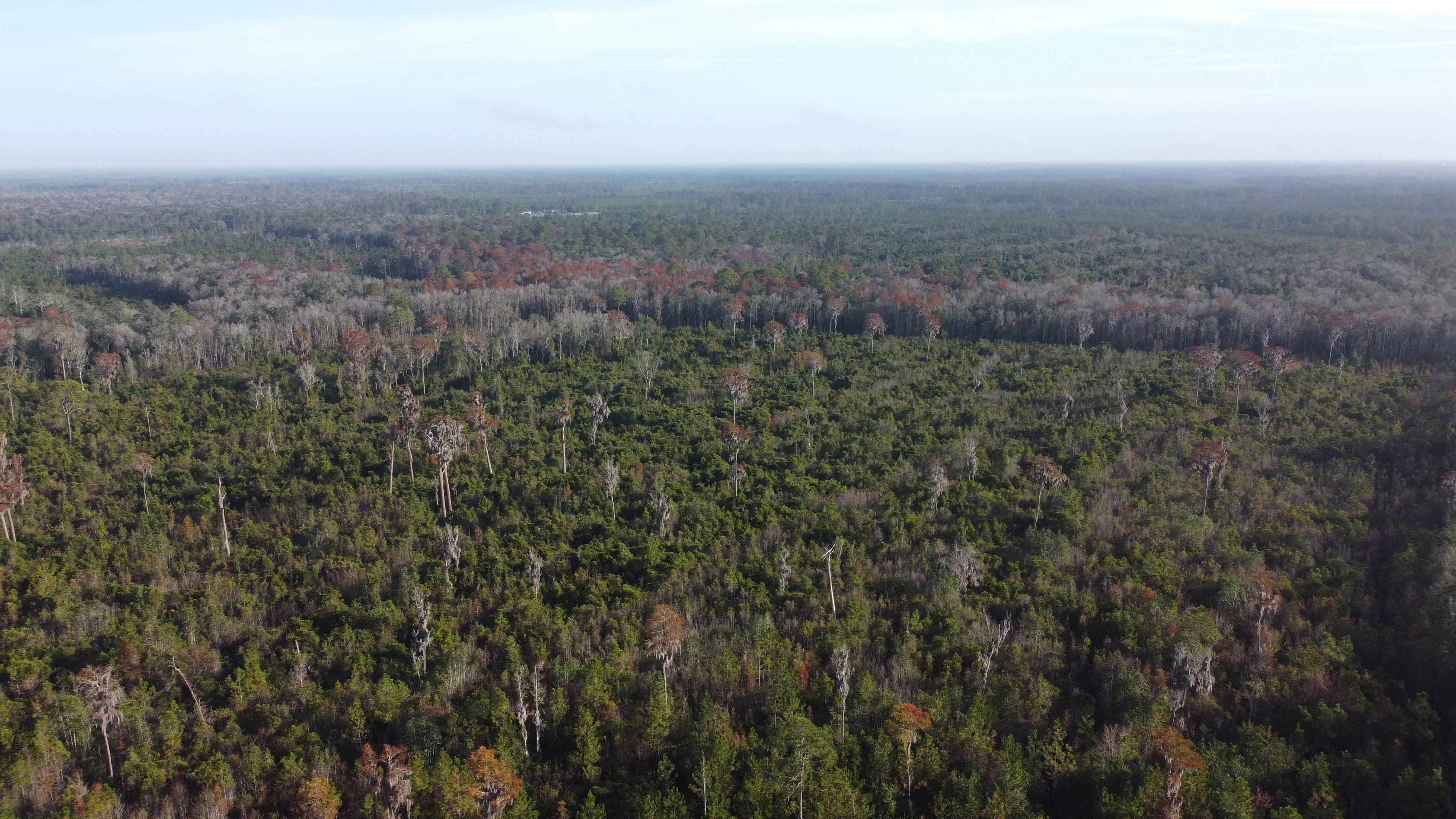 115 acres in Clinch County,