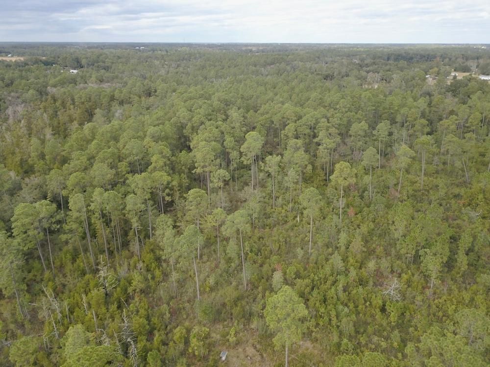 20 acres in Baldwin County, Alabama