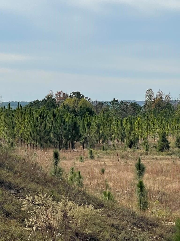 51 acres in Barbour County, Alabama
