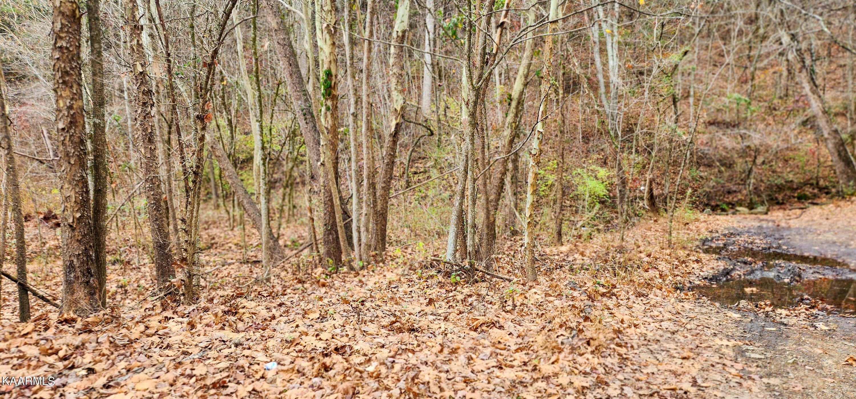 14.15 acres in Union County, Tennessee