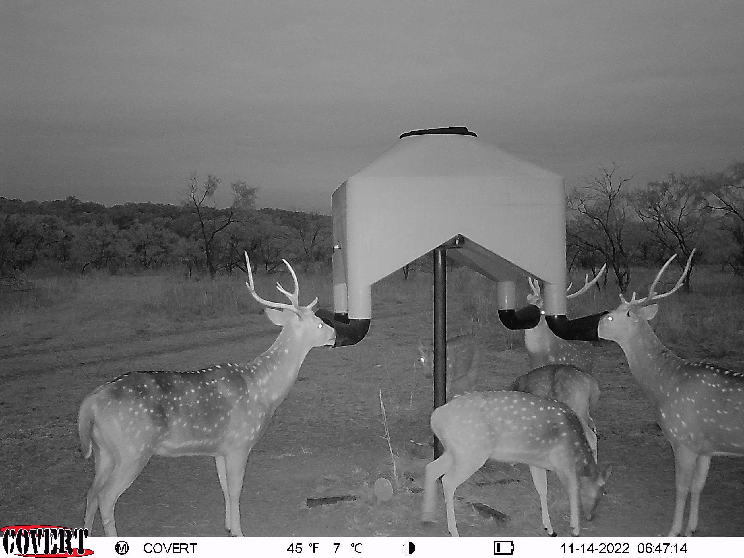 161.76 acres in Comanche County, Texas