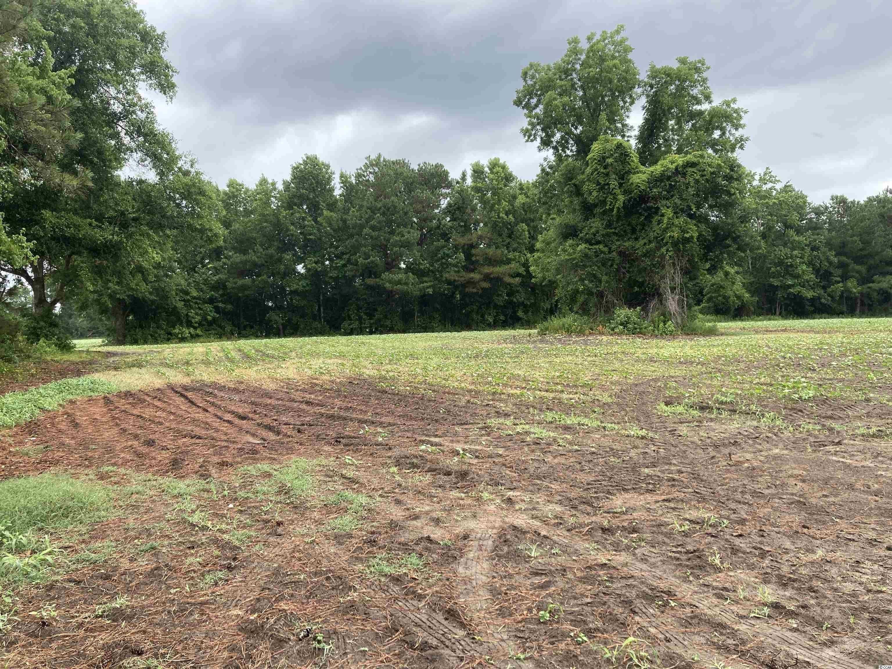 17.6 acres in Williamsburg County, South Carolina