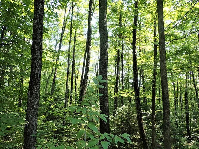 Vermont 12A, Roxbury, VT 05669 MLS 4937941