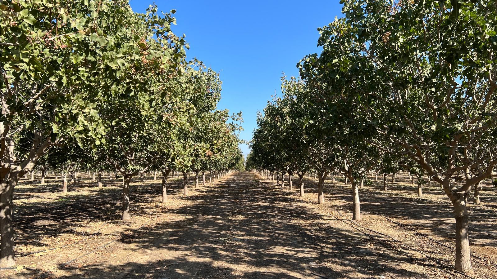 36.1 acres in Terra Bella, CA, 93270