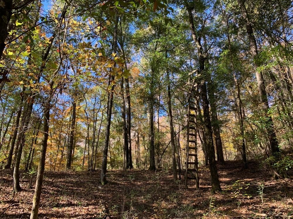 60 acres in Dallas County, Alabama