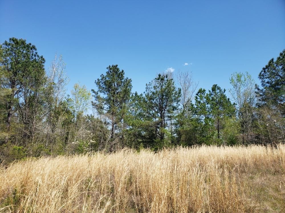 Highway 170, Eclectic, AL 36024