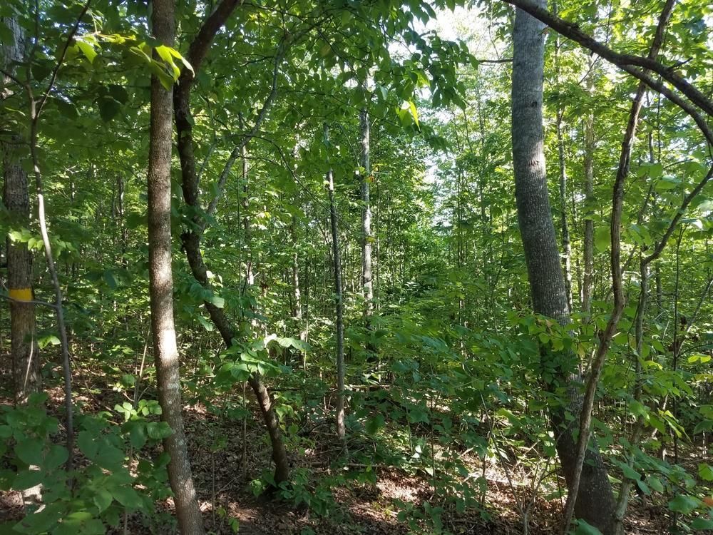 40 acres in Cherokee County, Alabama