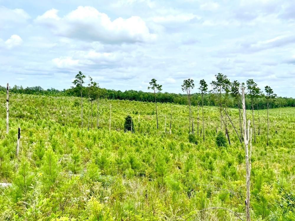 54 acres in Chilton County, Alabama