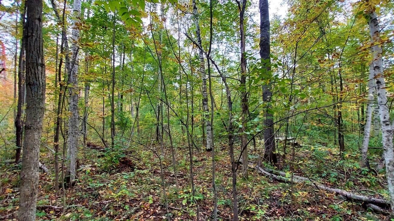 10 acres in Tuscola County, Michigan