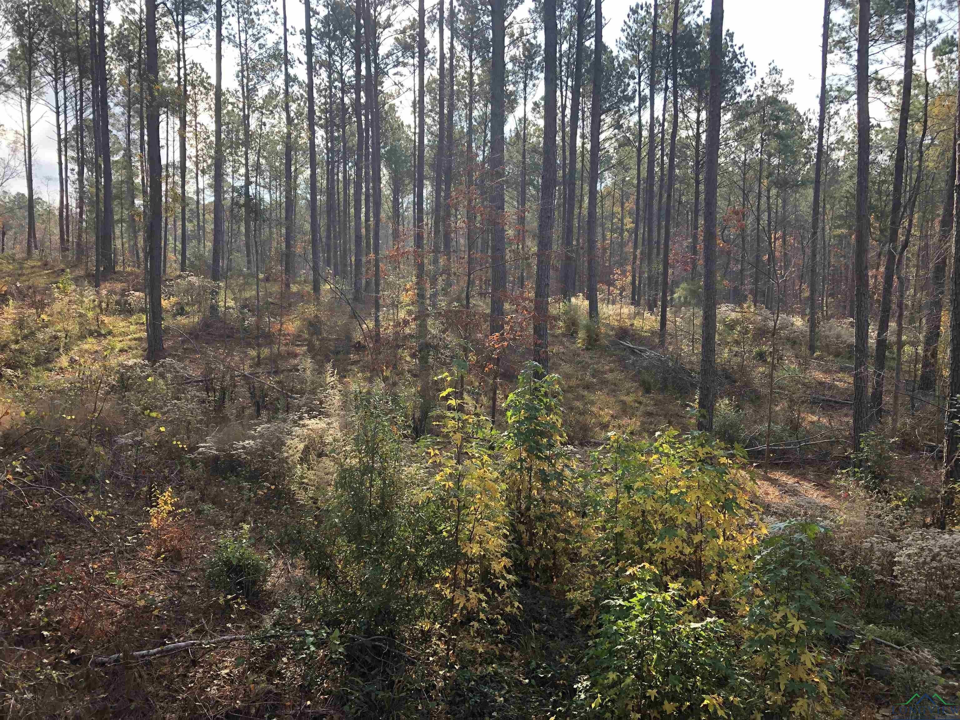 23 acres in Panola County, Texas